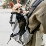 chauffeur chien