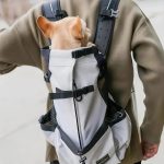 transport chien 20kg ville