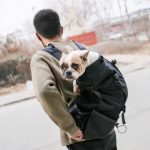 accessoire chien randonnée