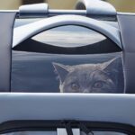 Parois mesh pour chat